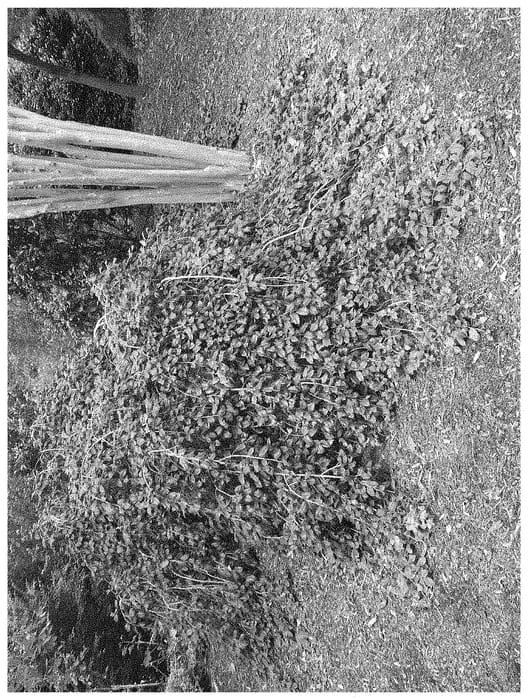 Figure 1 of US plant patent PP33595, the photograph of RLH-IO-1 printed in the patent.