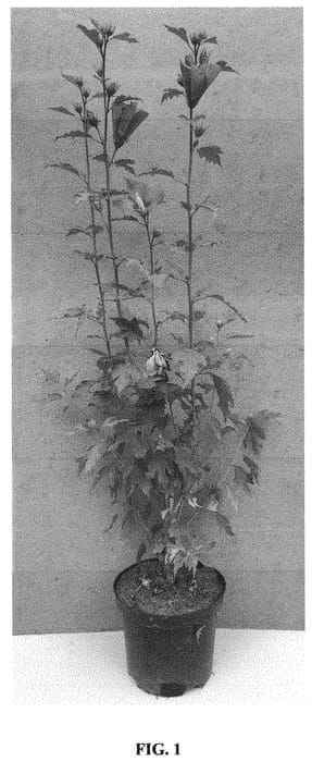 Figure 1 of US plant patent PP33596, the photograph of Gandini van Aart Ruby printed in the patent.