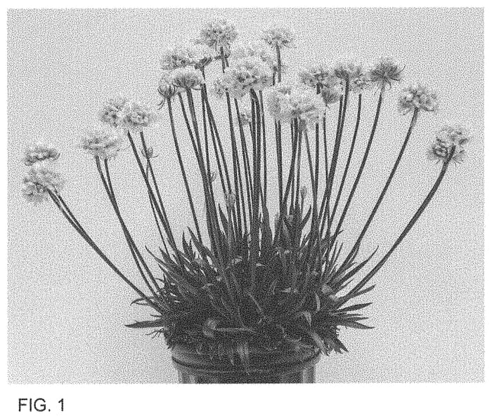 Figure 1 of US plant patent PP33597, the photograph of Dream Clouds printed in the patent.