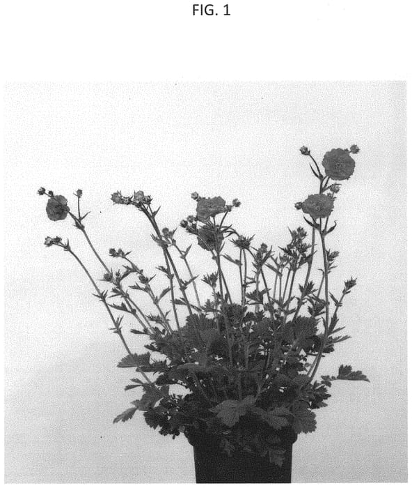 Figure 1 of US plant patent PP33598, the photograph of MACGEU005 printed in the patent.