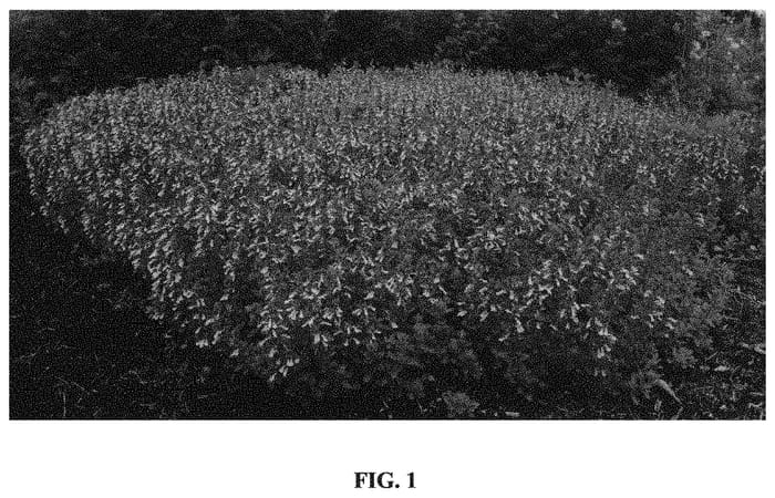 Figure 1 of US plant patent PP33599, the photograph of Pride of Georgia printed in the patent.