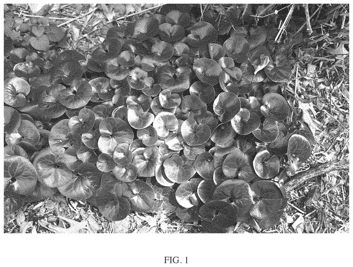 Figure 1 of US plant patent PP33600, the photograph of Nonertsul printed in the patent.