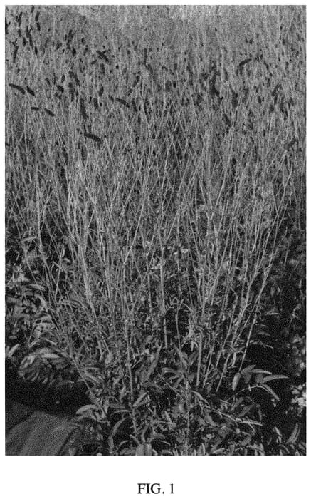 Figure 1 of US plant patent PP33601, the photograph of Big Dream printed in the patent.