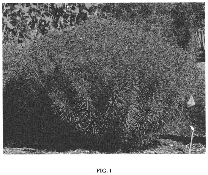 Figure 1 of US plant patent PP33602, the photograph of Summer's End printed in the patent.