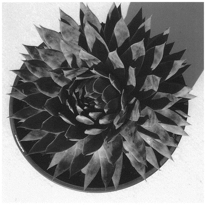 Figure 1 of US plant patent PP33603, the photograph of Fire Quartz printed in the patent.