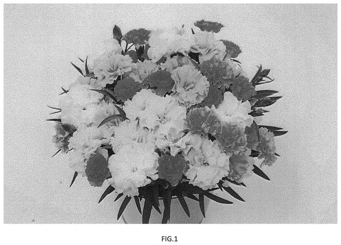 Figure 1 of US plant patent PP33604, the photograph of KLEDP20383 printed in the patent.