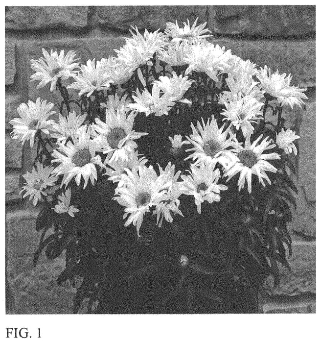 Figure 1 of US plant patent PP33605, the photograph of Whitecap printed in the patent.