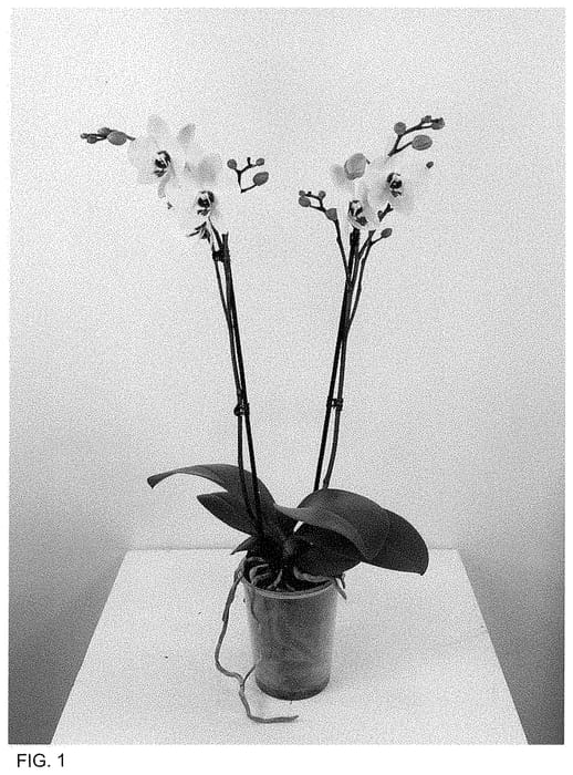 Figure 1 of US plant patent PP33606, the photograph of MI01526 printed in the patent.