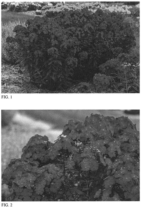 Figure 1 of US plant patent PP33607, the photograph of Ultraviolet printed in the patent.