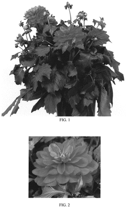 Figure 1 of US plant patent PP33608, the photograph of Baldenasp printed in the patent.