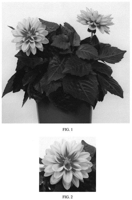 Figure 1 of US plant patent PP33609, the photograph of Baldahcan printed in the patent.
