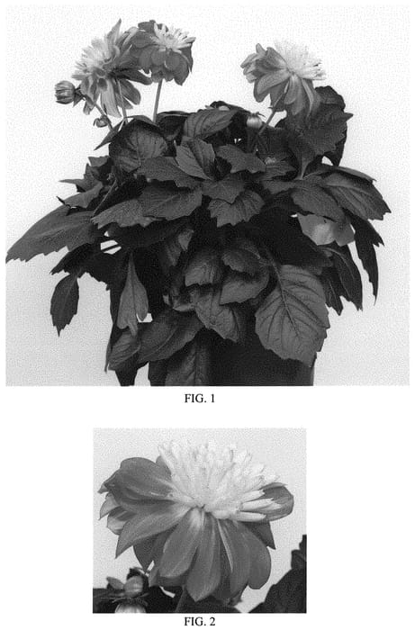 Figure 1 of US plant patent PP33610, the photograph of Baldenire printed in the patent.