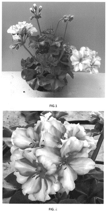 Figure 1 of US plant patent PP33611, the photograph of PEPZ0012 printed in the patent.