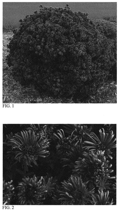 Figure 1 of US plant patent PP33612, the photograph of Grape Crush printed in the patent.