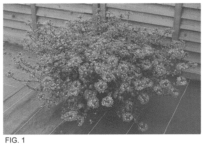 Figure 1 of US plant patent PP33613, the photograph of Bonsca 199 printed in the patent.