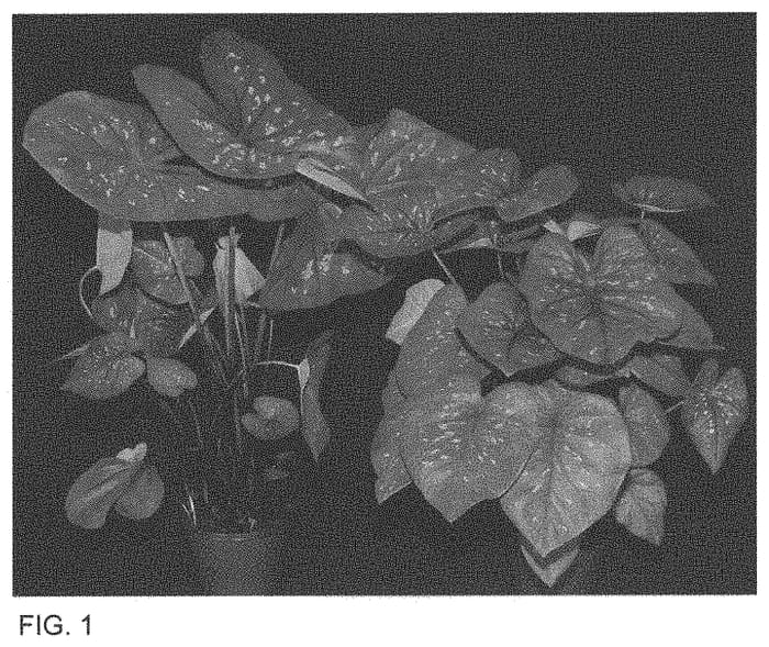 Figure 1 of US plant patent PP33614, the photograph of RFL THAI OF13-1055 printed in the patent.