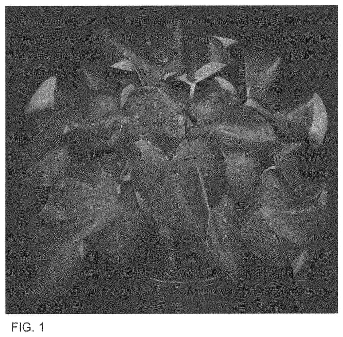 Figure 1 of US plant patent PP33615, the photograph of RUF 1522-3 printed in the patent.