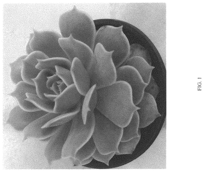 Figure 1 of US plant patent PP33616, the photograph of Pink Diamond printed in the patent.