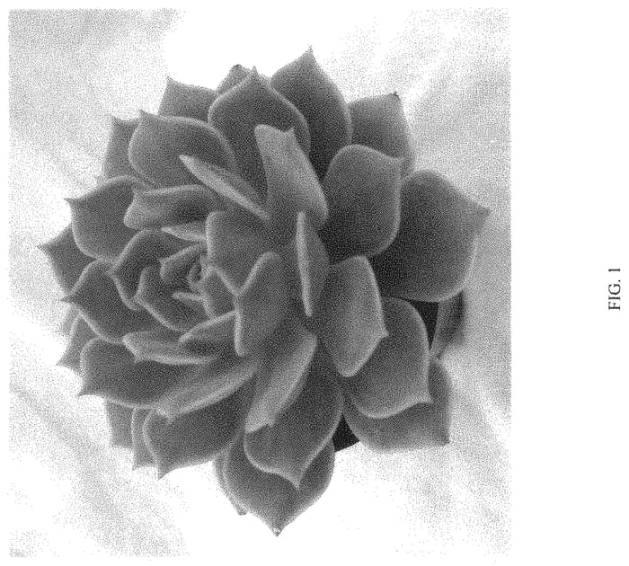 Figure 1 of US plant patent PP33617, the photograph of Angel Kissed printed in the patent.