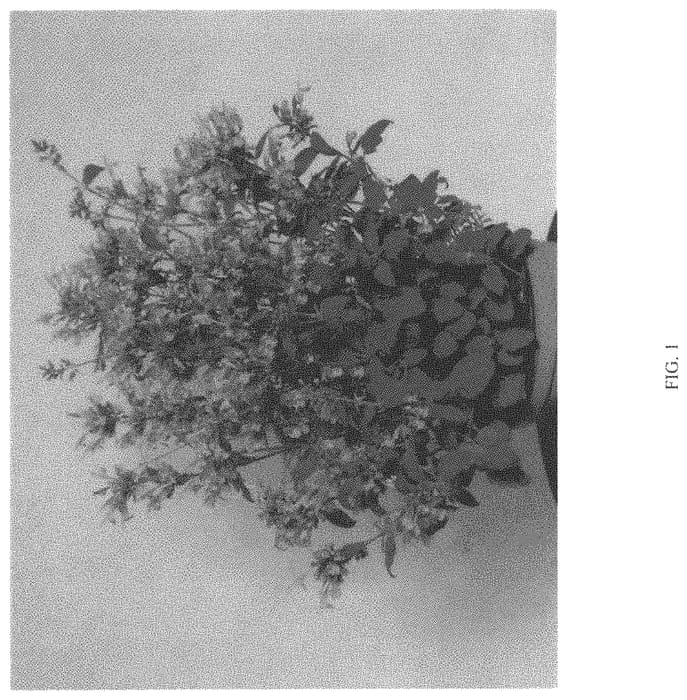 Figure 1 of US plant patent PP33618, the photograph of ASURO08-0 printed in the patent.