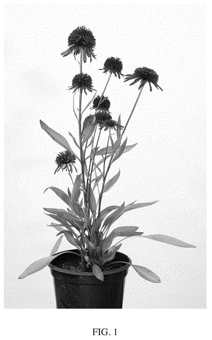 Figure 1 of US plant patent PP33619, the photograph of BLU481 printed in the patent.