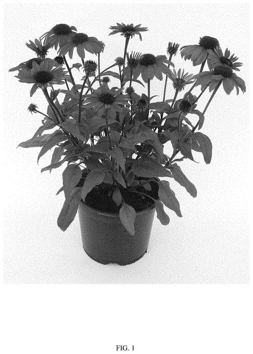Figure 1 of US plant patent PP33620, the photograph of ES18-20-01 printed in the patent.
