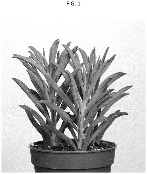 Figure 1 of US plant patent PP33621, the photograph of AMICU1908 printed in the patent.