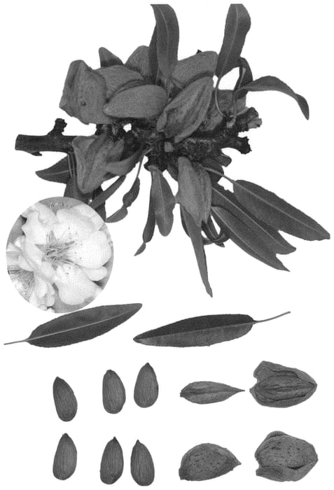 Figure 1 of US plant patent PP33622, the photograph of ALM-754 printed in the patent.