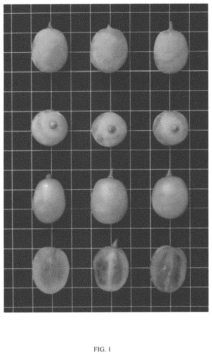 Figure 1 of US plant patent PP33623, the photograph of ITUMTHIRTEEN printed in the patent.