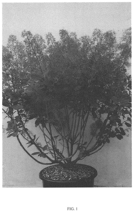 Figure 1 of US plant patent PP33624, the photograph of MINCOFLA20 printed in the patent.