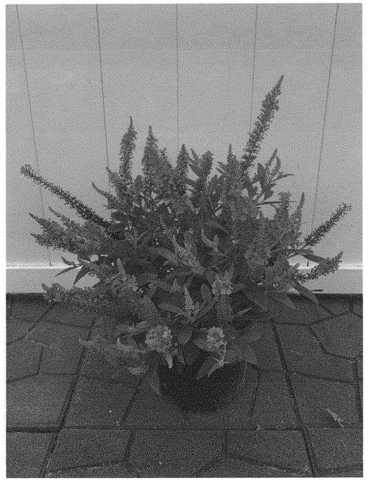 Figure 1 of US plant patent PP33625, the photograph of Buddaplav printed in the patent.