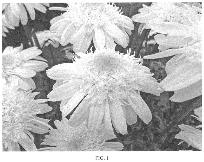 Figure 1 of US plant patent PP33626, the photograph of Real Comet printed in the patent.