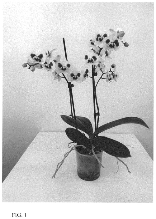Figure 1 of US plant patent PP33627, the photograph of MI01181 printed in the patent.