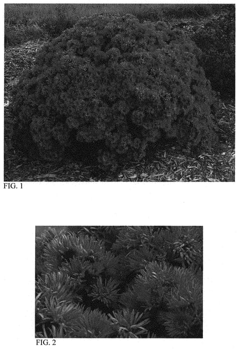 Figure 1 of US plant patent PP33628, the photograph of Pink Crush printed in the patent.