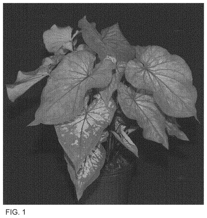 Figure 1 of US plant patent PP33629, the photograph of LWH OF13-332 printed in the patent.