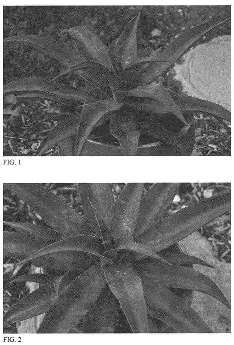 Figure 1 of US plant patent PP33630, the photograph of Center of Attention printed in the patent.