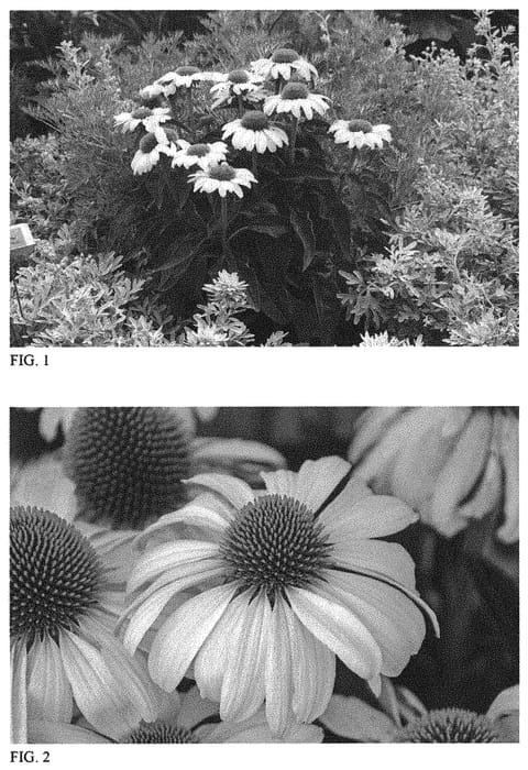 Figure 1 of US plant patent PP33631, the photograph of The Price Is White printed in the patent.