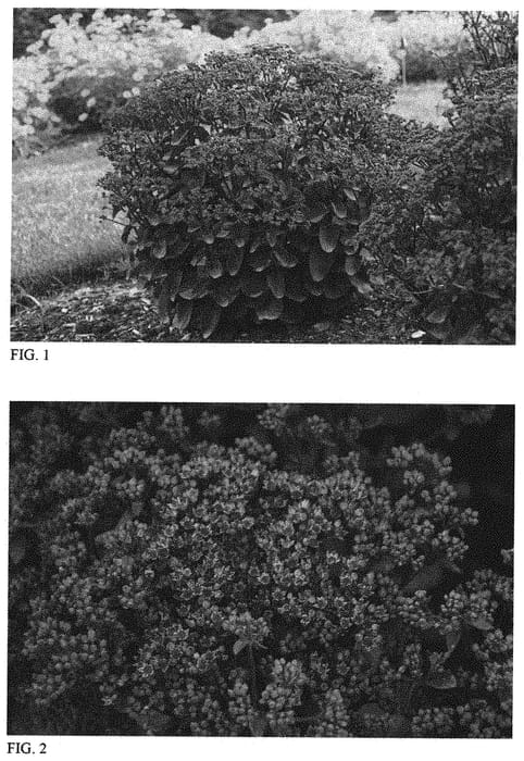 Figure 1 of US plant patent PP33632, the photograph of Back in Black printed in the patent.