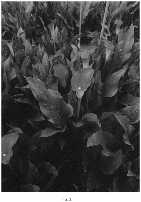Figure 1 of US plant patent PP33633, the photograph of Dozancorv printed in the patent.