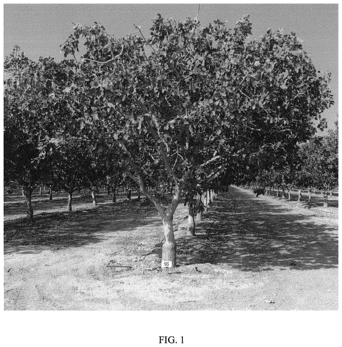 Figure 1 of US plant patent PP33634, the photograph of UCB1-D14 printed in the patent.
