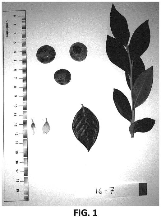Figure 1 of US plant patent PP33635, the photograph of NS 16-7 printed in the patent.