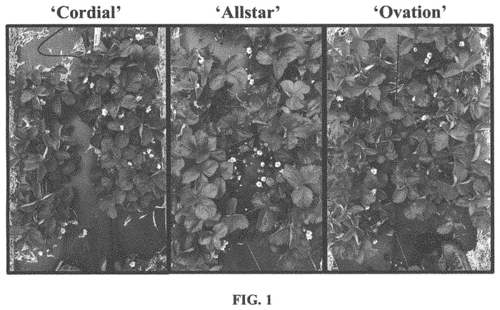Figure 1 of US plant patent PP33636, the photograph of Cordial printed in the patent.