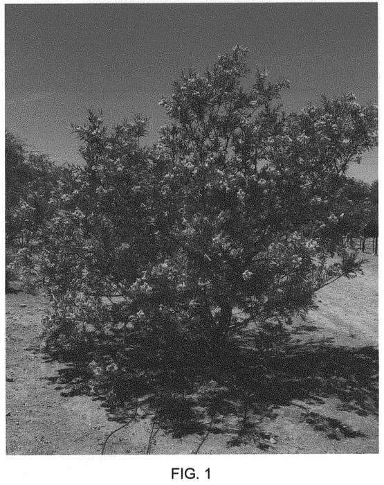 Figure 1 of US plant patent PP33637, the photograph of Bubba Jones printed in the patent.