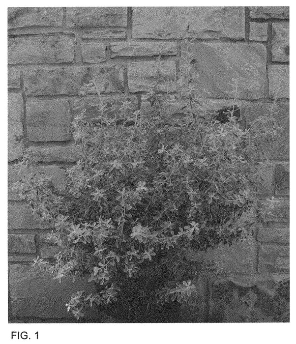 Figure 1 of US plant patent PP33638, the photograph of GREHJS printed in the patent.