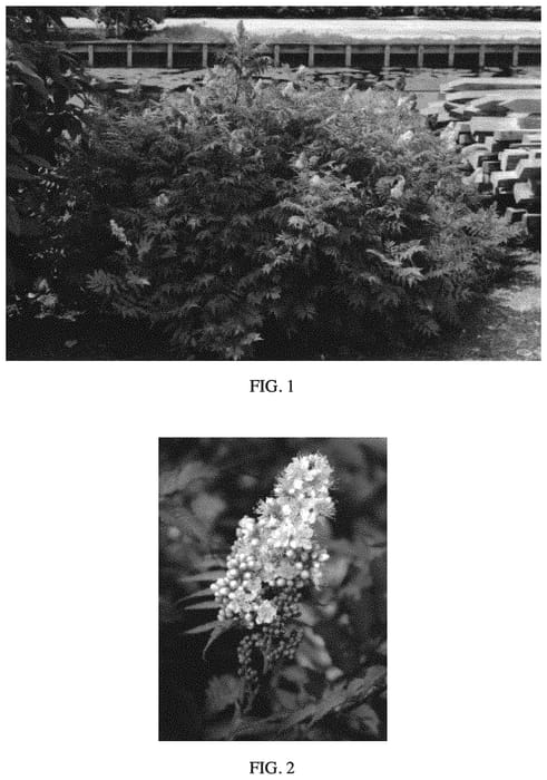 Figure 1 of US plant patent PP33639, the photograph of Bococot printed in the patent.