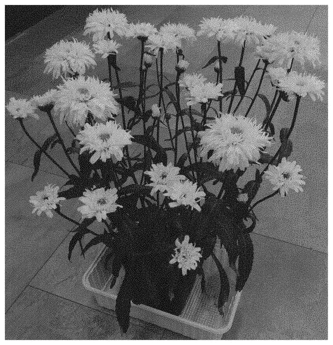 Figure 1 of US plant patent PP33640, the photograph of Doleuswedare printed in the patent.