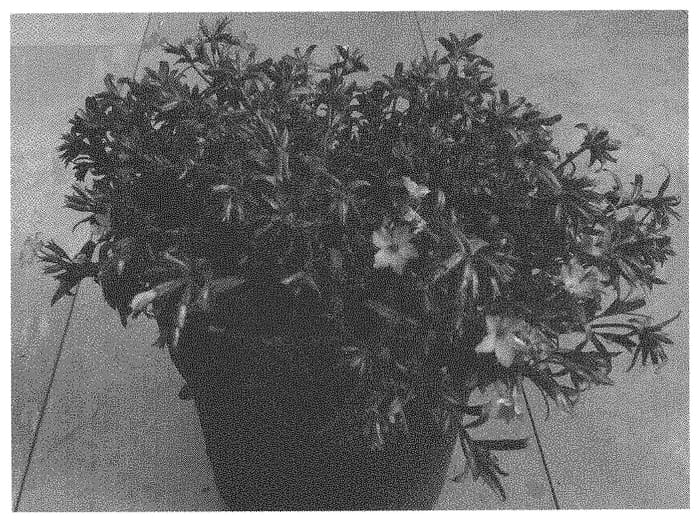 Figure 1 of US plant patent PP33641, the photograph of Dophlowopi printed in the patent.