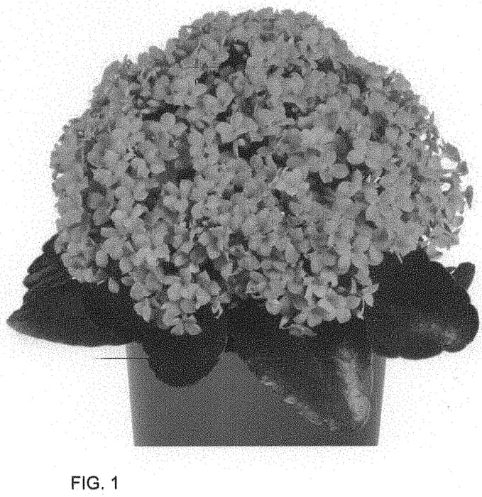 Figure 1 of US plant patent PP33642, the photograph of Dokalubi printed in the patent.