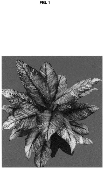 Figure 1 of US plant patent PP33643, the photograph of Mukjess printed in the patent.