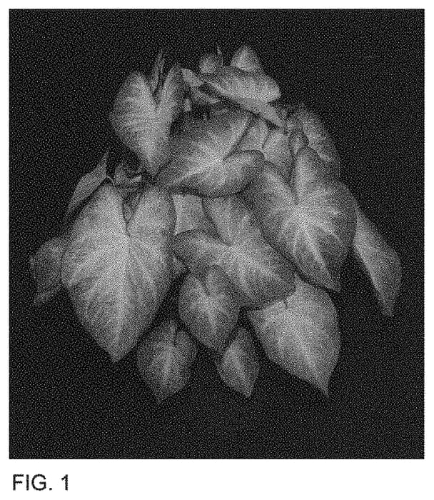 Figure 1 of US plant patent PP33644, the photograph of ARN BRZ OF14-40 printed in the patent.
